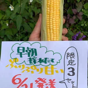 6/21発送限定３セット　農薬栽培期間中不使用　ぷりぷりあま～い　とうもろこし