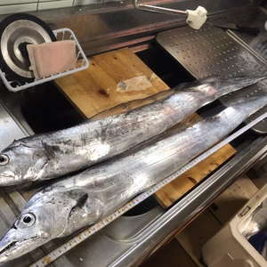 豊後水道、タチウオ 釣りもの、新鮮！ 大特価！