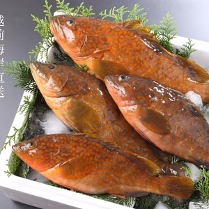 【お得な規格外】福あこう(キジハタ) 他、旬の地魚1.5kg