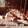 【期間限定】チルド便・新鮮・訳あり・八ヶ岳のおいしい平飼い卵