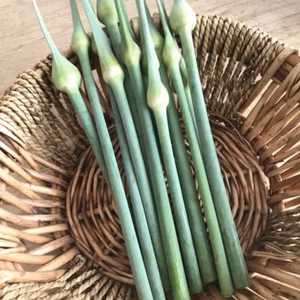 ジャンボニンニクの芽