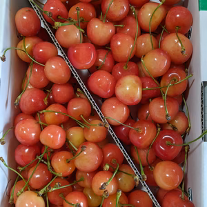 さくらんぼ柔らかい佐藤錦