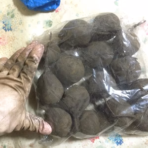 特小、80g以下の甘い八ヶ岳高原のビーツ（農薬・化学肥料不使用）