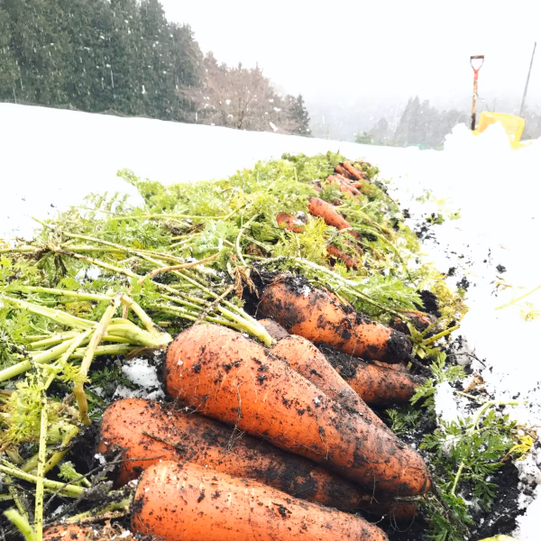 徳用　訳あり寒掘り人参10kg　農薬化学肥料不使用栽培　岡山県美作市産