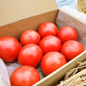 【POLDERFARM】赤熟ちぎり、大玉トマト  『 POLDERTOMATO』