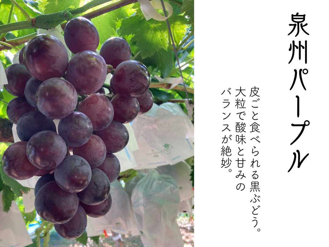 数量限定》泉州ぶどうを味わう！食べ比べ黒ぶどうセット｜ぶどう