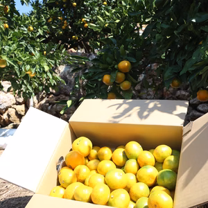 みかん(極早生)ゆら早生5kg 10/10頃発送予定