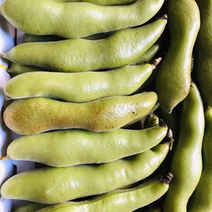 ＊今だけ＊　旬のソラマメ　【約800g】