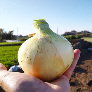 １１月収穫【日本一早い!!】新玉ねぎ ３〜５kg