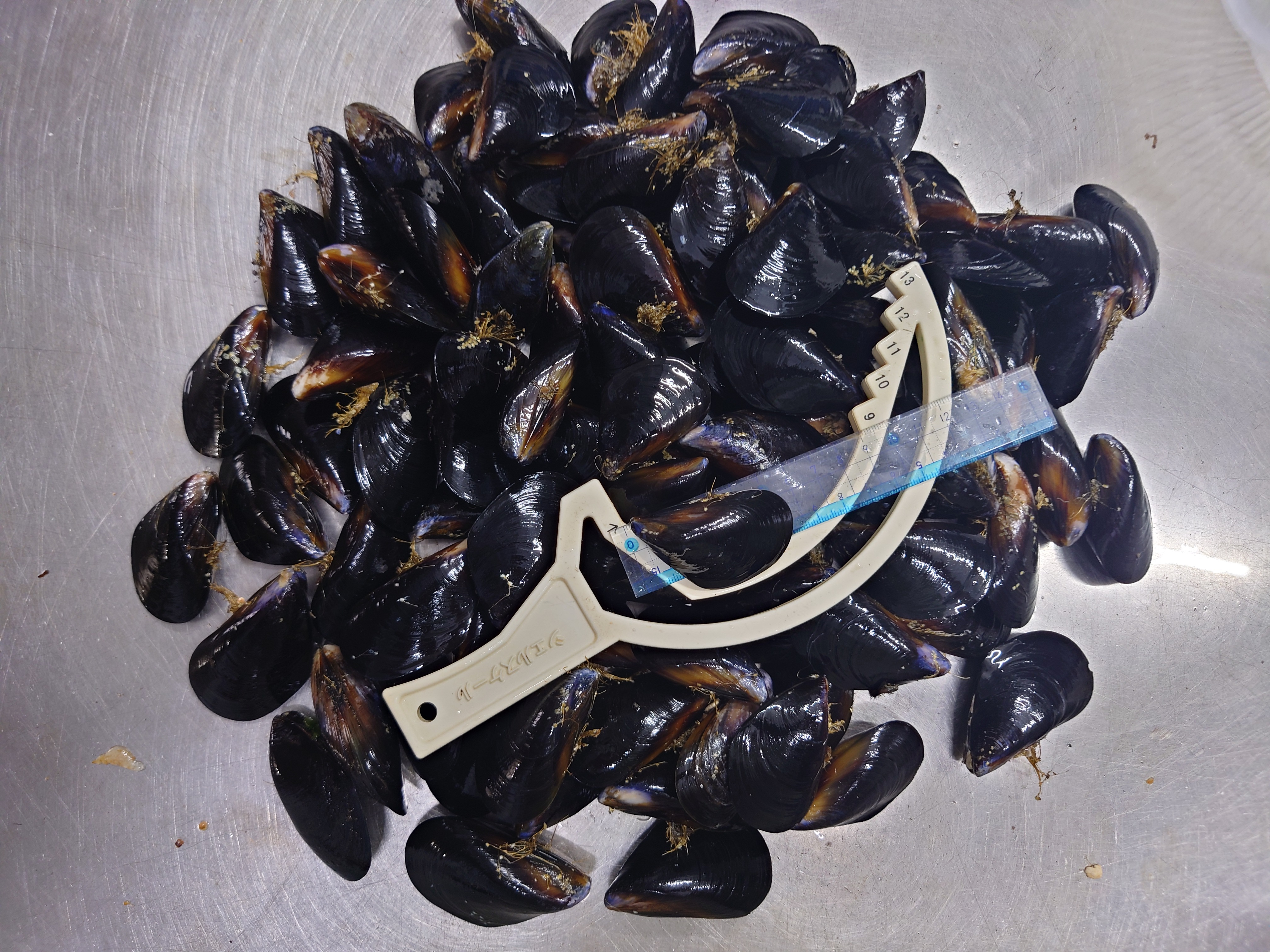 小さめsmall活『殻付ムール貝』小粒 1kg/おおよそ40から60個
