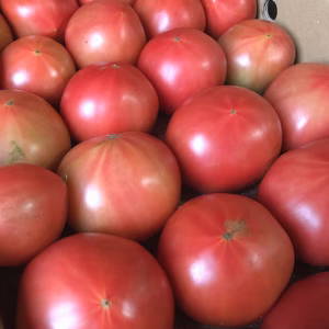 【訳あり】旨味がぎゅっと詰まった桃太郎トマト