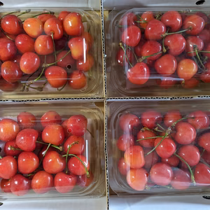 さくらんぼ大将錦