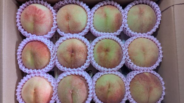 桃川中島白桃12玉