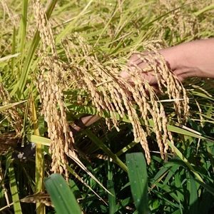 化学肥料・農薬不使用！自然な美味しさで味わえるお米です。