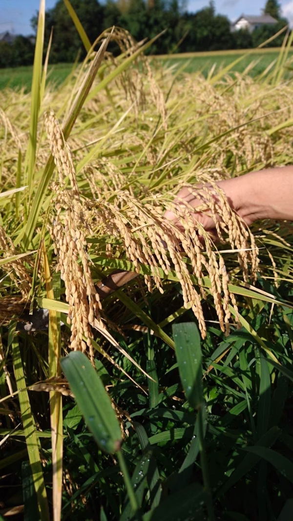 化学肥料・農薬不使用！自然な美味しさで味わえるお米です。