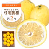 ＼幻のかんきつ／超希少！弓削剽悍（ゆげひょうかん）訳あり2kg