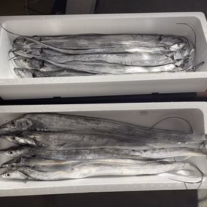 豊後水道、タチウオ 釣りもの、新鮮！