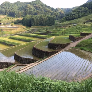 自然栽培「伊勢ヒカリ」精米　５ｋｇ