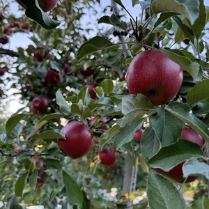 クセになる酸味　青森県産　紅玉(こうぎょく)　家庭用