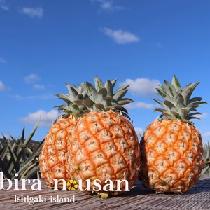 【糖度21度越え！】石垣島産パイナップル　ピーチパイン　6玉3.8kg〜