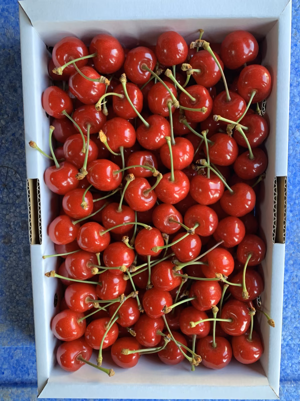 【贈答用】少量販売‼︎人気沸騰‼︎紅秀峰1kg佐藤錦発祥の地東根産