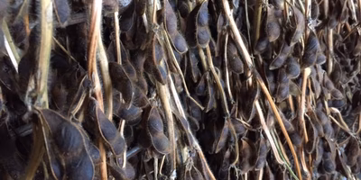 枝豆チームより御礼申し上げます！