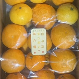 春の柑橘五種類食べ比べ(箱込約6.0kg)