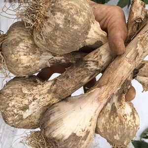 無農薬　生にんにく