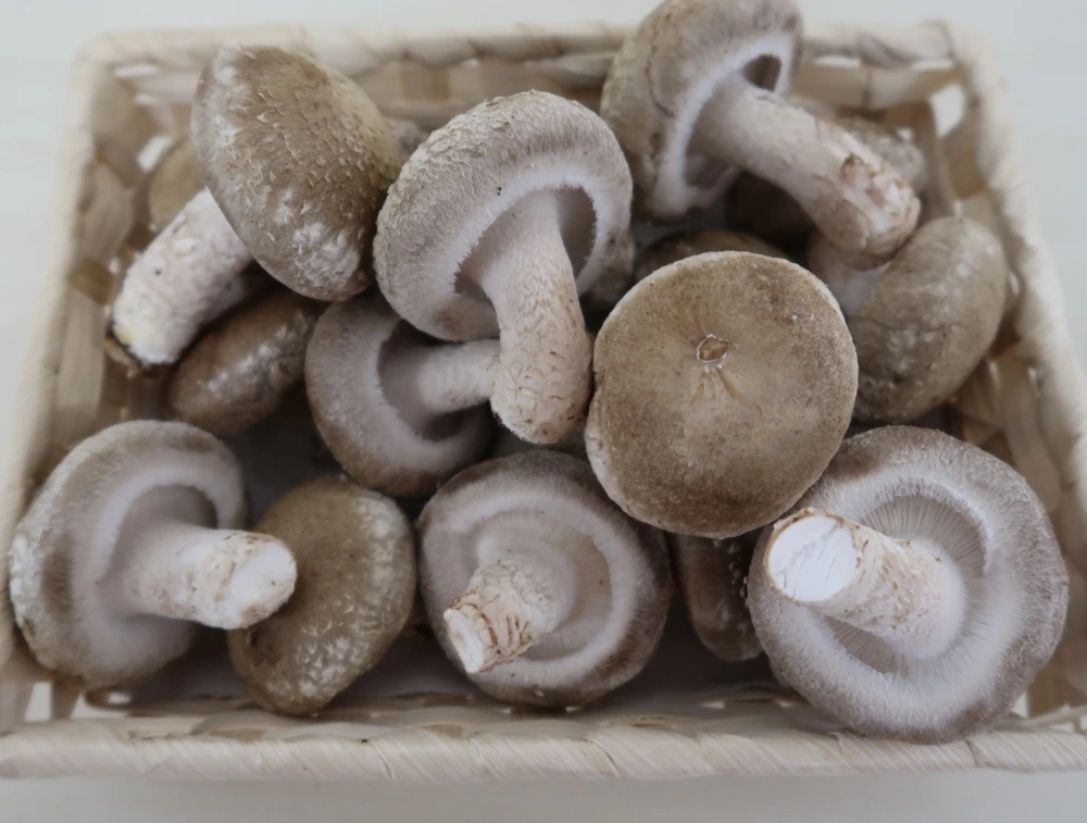 【800ｇ、お試し】ふっくら採れたて生しいたけ☆菌活、腸活に！