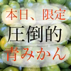 9月24日限定　青みかん　2kg