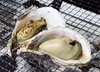 まもなく終了❗️海のチーズ❗️❓佐伯産　岩牡蠣❗️
