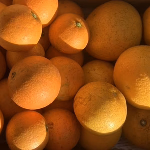 【家庭用・無農薬】ネーブル・八朔食べ比べセット 合計5kg/箱