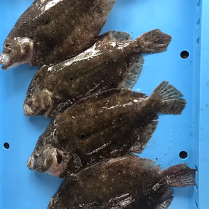 唐揚げが旨い！ ガンゾウヒラメ1kg位(4〜6匹入) 