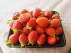 【1月予約 大容量超お得パック】やよいひめ 群馬県いちご品評会入賞 500ｇ～