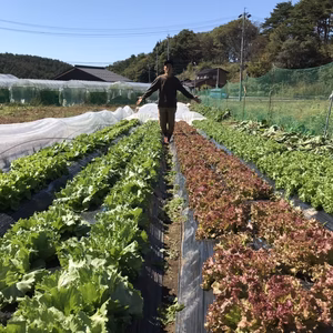 獲れたて!4種類のレタス食べ比べセット（4品種+おすすめの一玉、計5玉）