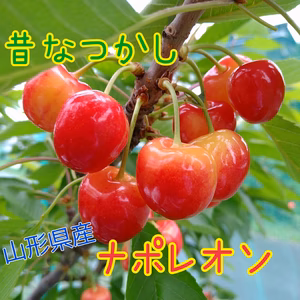 ナポレオン★山形県のさくらんぼ◆最終大特価◆　※クール便