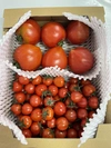 大玉トマトとミニトマトのお試しセット【1.5kg】