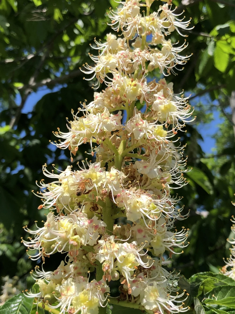 北海道産、夏の百花蜜！