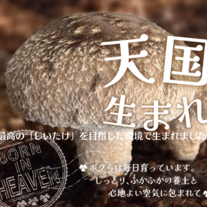 農業天国　「天国生まれ」菌床椎茸　1000g(およそ30～35個)