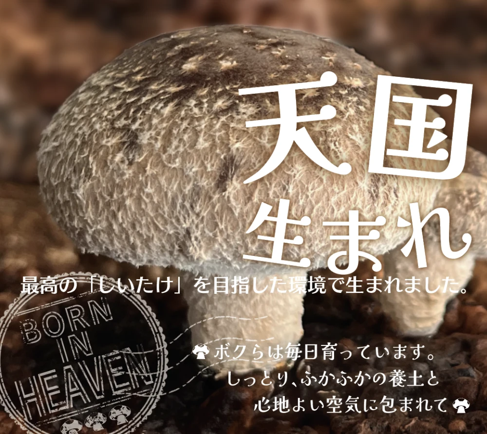 農業天国　「天国生まれ」菌床椎茸　1000g(およそ30～35個)