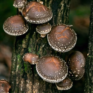 肉厚原木生しいたけ5袋箱いっぱい♪