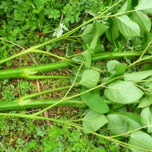 天然★山ウド　1ｋｇ～旬は一瞬！！（農薬/化学肥料・不使用）