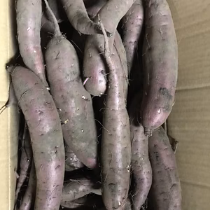 大山の黒ボク土で育った紅ハルカ［20k]