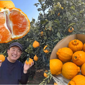 最高糖度１８度！樹上完熟の濃厚な甘みの不知火！甘熟デコお試し品３ｋｇ【433】