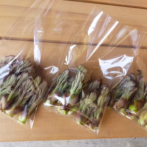 【キング・タラ】　青森県産　タラの芽（タラッポ）　山菜