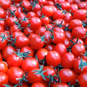 【まるでサクランボ】皮が口に残らない！フルーツのような甘さのミニトマト「まゆか」