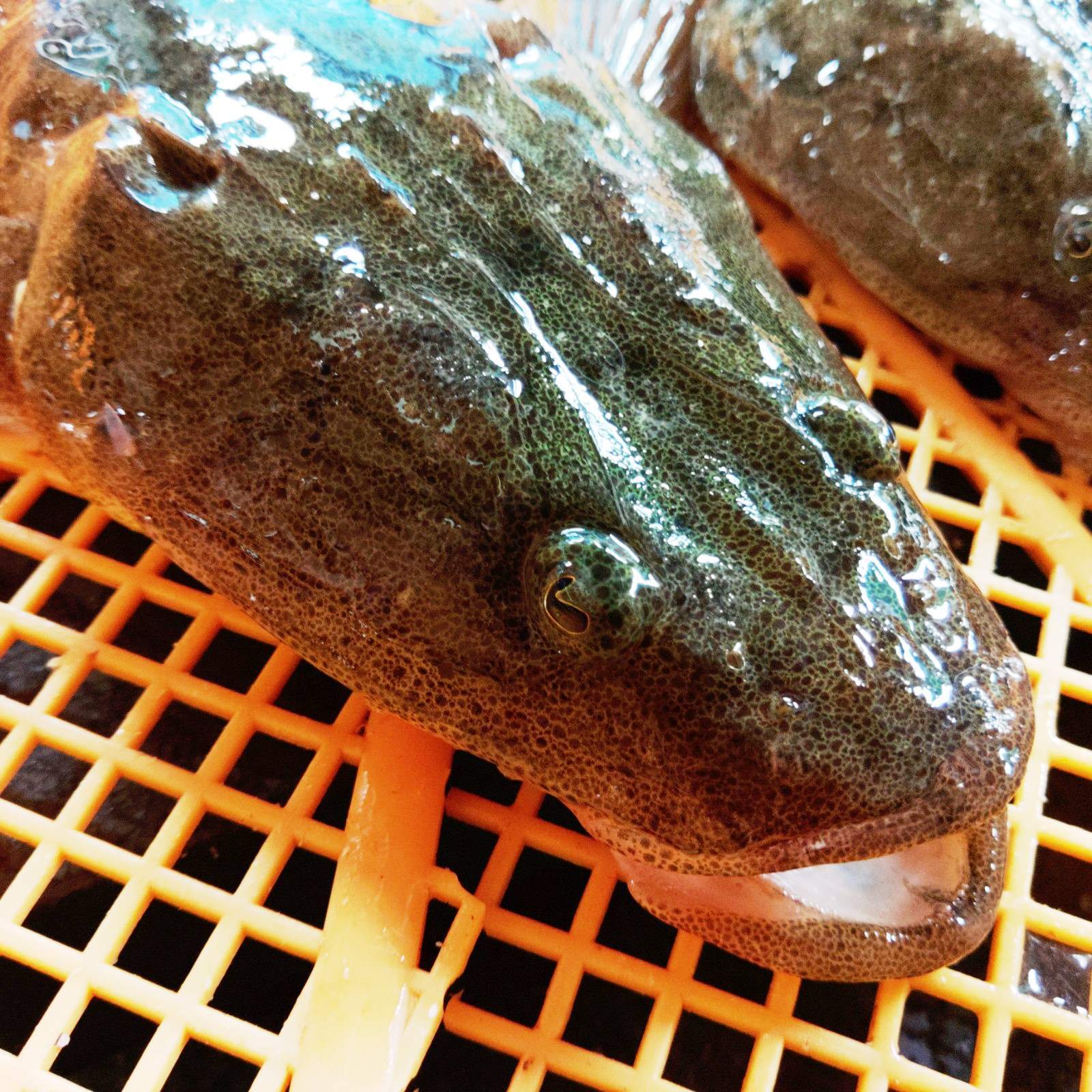 活締めマゴチ大サイズ １本 1 4ｋｇ以上品 刺し身に ７人前程度 真鯒 農家漁師から産地直送の通販 ポケットマルシェ