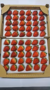 北海道産完熟夏イチゴ1箱(35玉1トレー+30玉1トレー)当日収穫したものを発送