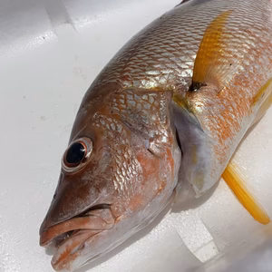 捕獲動画あり　クロホシフエダイ1.5kg 鱗、内臓処理済み