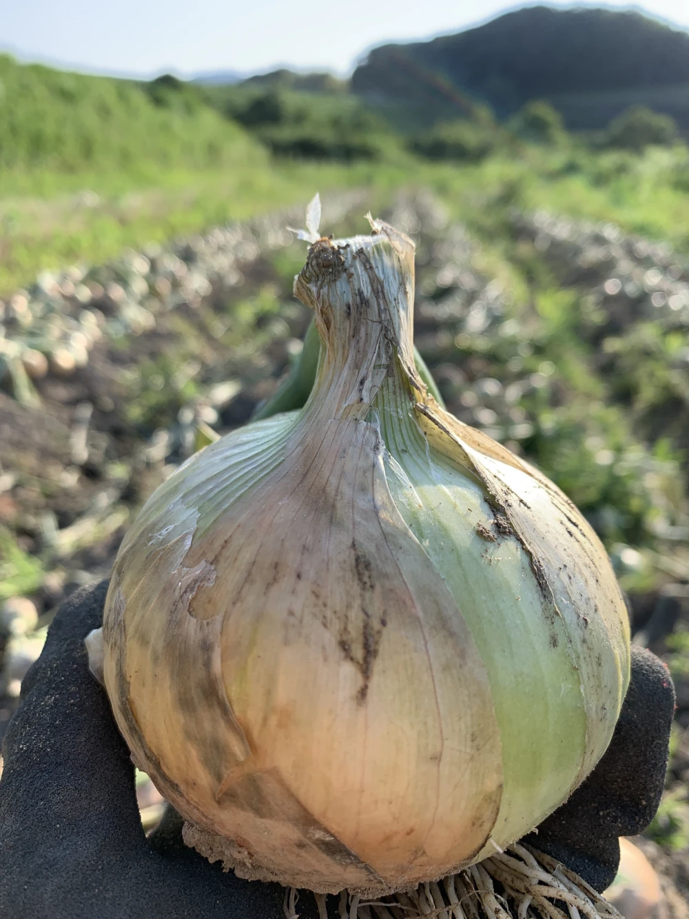 お得なワケあり‼️淡路島産玉ねぎ 10kg 【品種：ターザン】